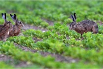 Lièvres 16-05-30 164   Photos ACG 2016