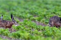 Lièvres 16-05-30 172   Photos ACG 2016