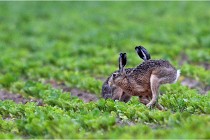 Lièvres 16-05-30 179   Photos ACG 2016