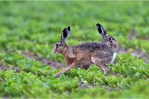 Lièvres 16-05-30 180   Photos ACG 2016