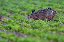 Lièvres 16-05-30 187   Photos ACG 2016