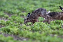 Lièvres 16-05-30 188   Photos ACG 2016