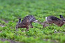 Lièvres 16-05-30 189   Photos ACG 2016