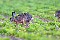 Lièvres 16-05-30 190   Photos ACG 2016