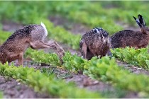 Lièvres 16-05-30 196   Photos ACG 2016