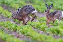 Lièvres 16-05-30 207   Photos ACG 2016