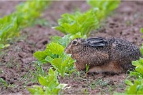 Lièvres 16-05-30 247 NN  Photos ACG 2016