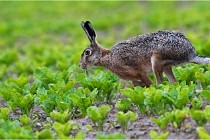 Lièvres 16-05-30 249   Photos ACG 2016