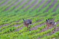 Lièvres 16-05-30 235 NI1  Photos ACG 2016