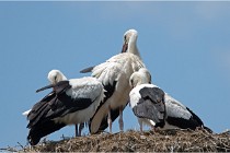 Michel 16-07-06 172   Photos ACG 2016