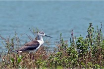 Michel 16-07-06 197   Photos ACG 2016