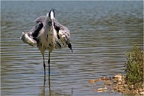 Michel 16-07-06 218   Photos ACG 2016