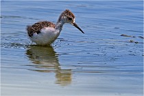 Michel 16-07-06 300   Photos ACG 2016