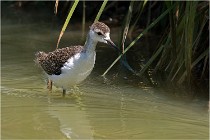 Michel 16-07-06 322   Photos ACG 2016