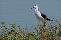 Michel 16-07-06 336   Photos ACG 2016