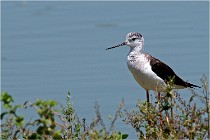 Michel 16-07-06 342   Photos ACG 2016