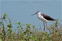 Michel 16-07-06 346   Photos ACG 2016