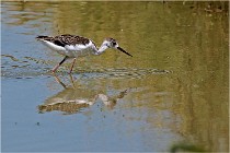 Michel 16-07-06 359   Photos ACG 2016