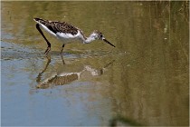 Michel 16-07-06 361   Photos ACG 2016