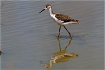 Michel 16-07-06 367   Photos ACG 2016