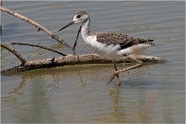 Michel 16-07-06 379   Photos ACG 2016