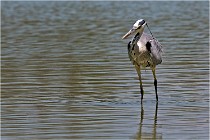 Michel 16-07-06 222   Photos ACG 2016