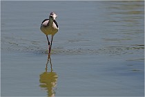 Michel 16-07-06 272   Photos ACG 2016