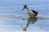 Michel 16-07-06 288   Photos ACG 2016