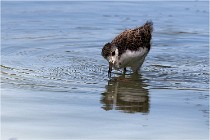 Michel 16-07-06 289   Photos ACG 2016