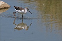 Michel 16-07-06 358   Photos ACG 2016