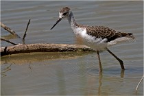 Michel 16-07-06 374   Photos ACG 2016