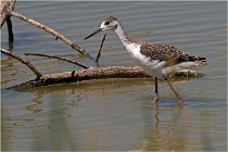 Michel 16-07-06 378   Photos ACG 2016