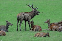 SteCroix 16-09-26 1884   Photos ACG 2016