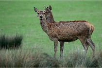 SteCroix 16-09-26 1893   Photos ACG 2016