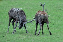 SteCroix 16-09-26 1895   Photos ACG 2016