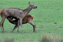 SteCroix 16-09-26 1897   Photos ACG 2016