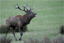 SteCroix 16-09-26 1906   Photos ACG 2016