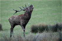 SteCroix 16-09-26 1907   Photos ACG 2016