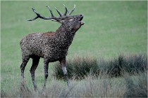 SteCroix 16-09-26 1909   Photos ACG 2016