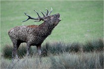 SteCroix 16-09-26 1910   Photos ACG 2016