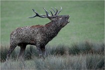 SteCroix 16-09-26 1911   Photos ACG 2016