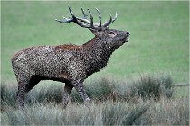 SteCroix 16-09-26 1912   Photos ACG 2016