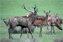 SteCroix 16-09-26 1913   Photos ACG 2016