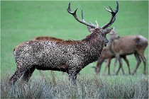 SteCroix 16-09-26 1916   Photos ACG 2016