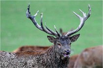 SteCroix 16-09-26 1917   Photos ACG 2016