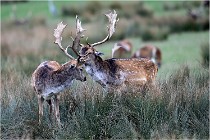 SteCroix 16-09-26 1919   Photos ACG 2016