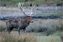 SteCroix 16-09-26 1922   Photos ACG 2016