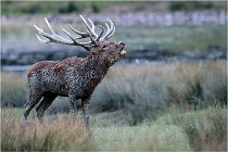 SteCroix 16-09-26 1925   Photos ACG 2016