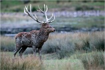 SteCroix 16-09-26 1927   Photos ACG 2016