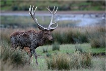 SteCroix 16-09-26 1931   Photos ACG 2016